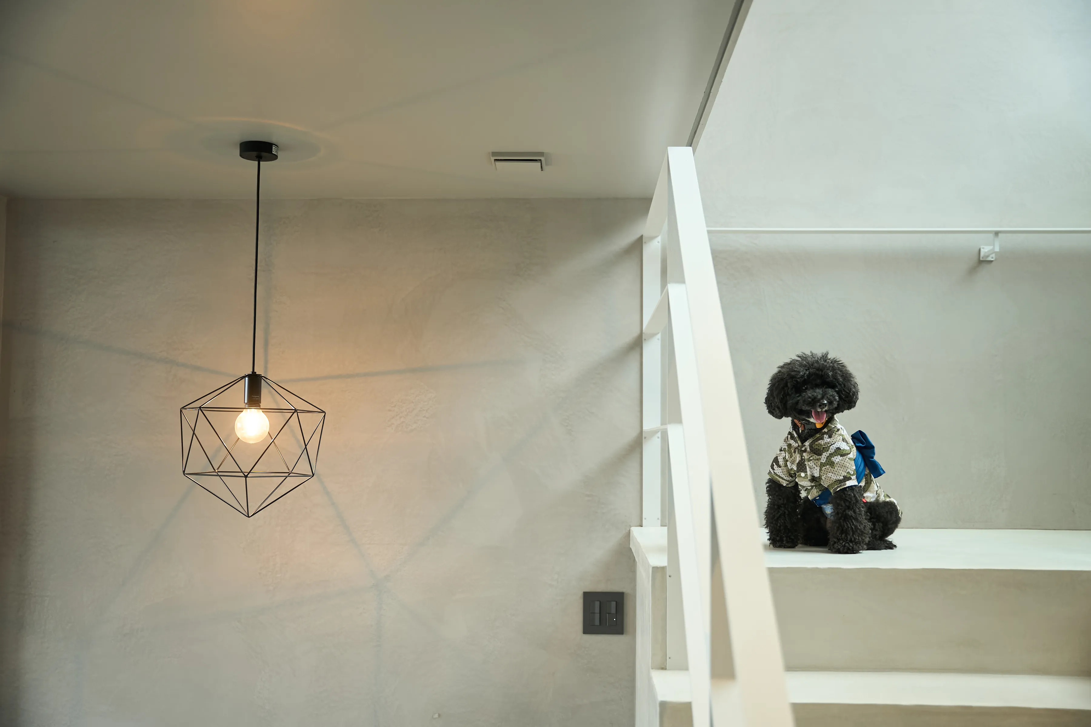 部屋の犬の写真