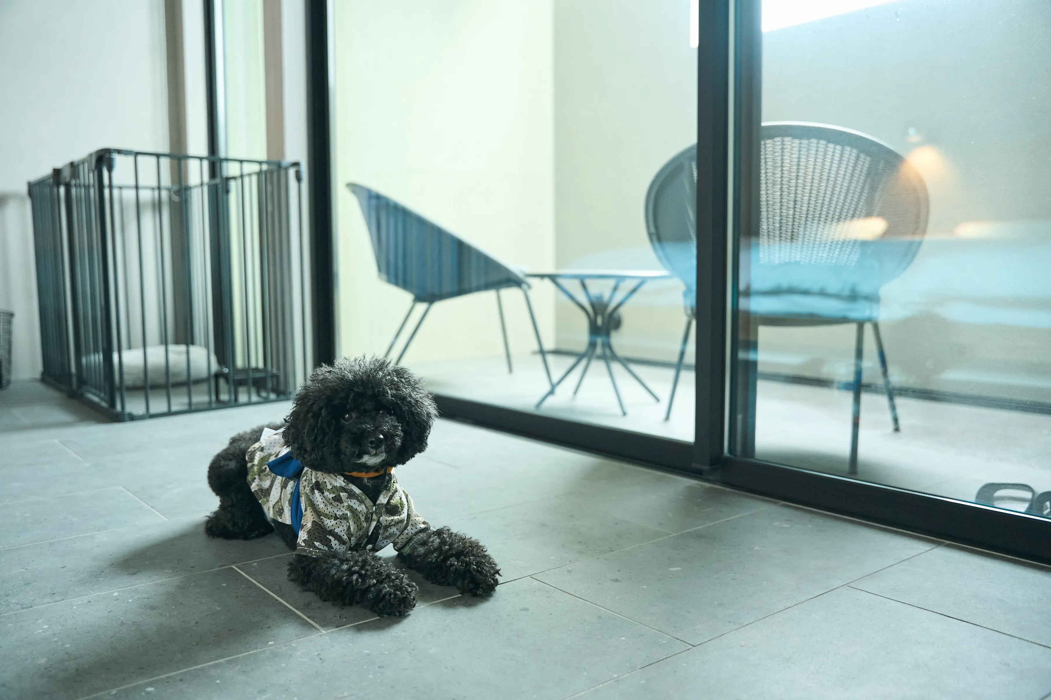 部屋の犬の写真