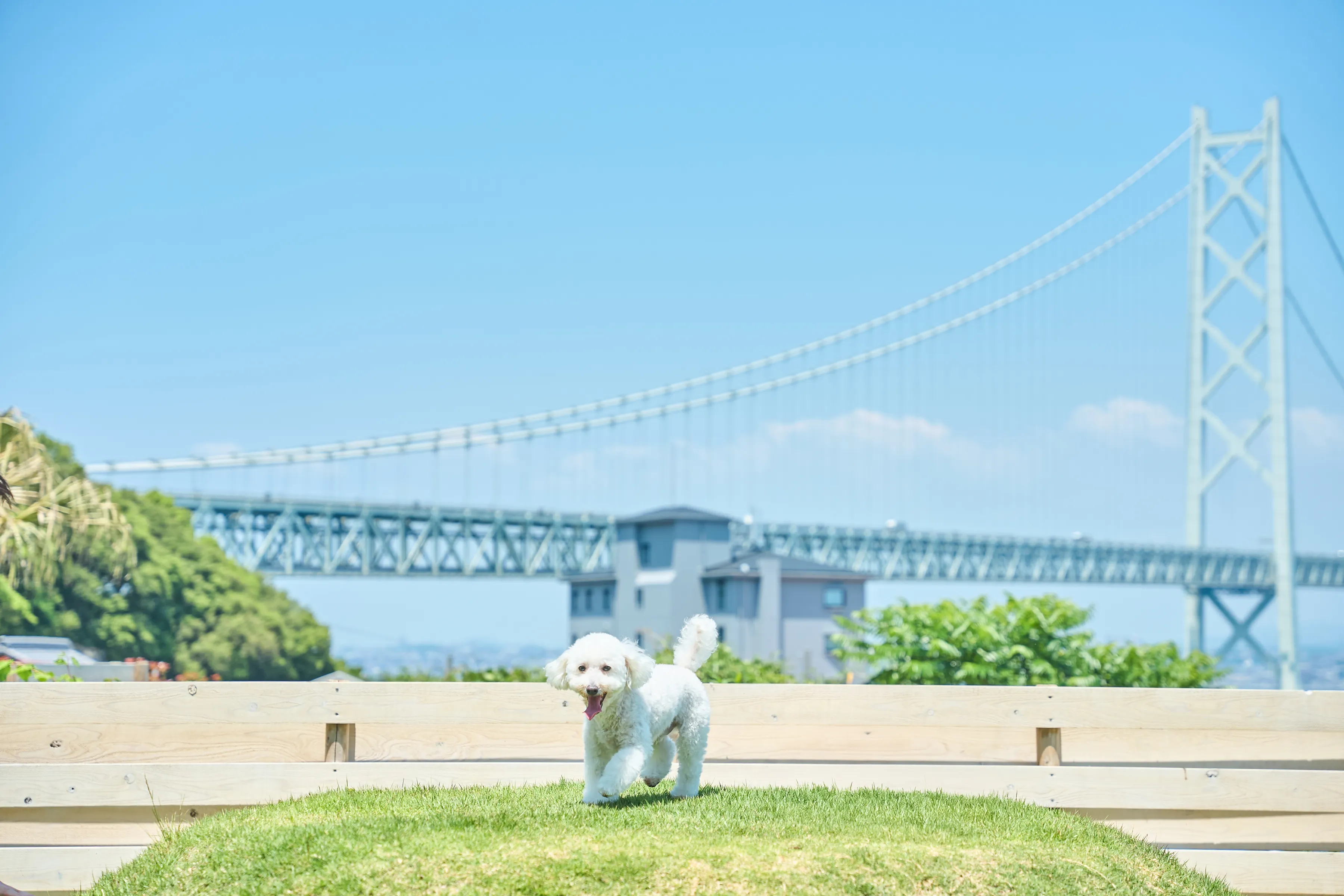 ドッグランで走り回る犬の写真