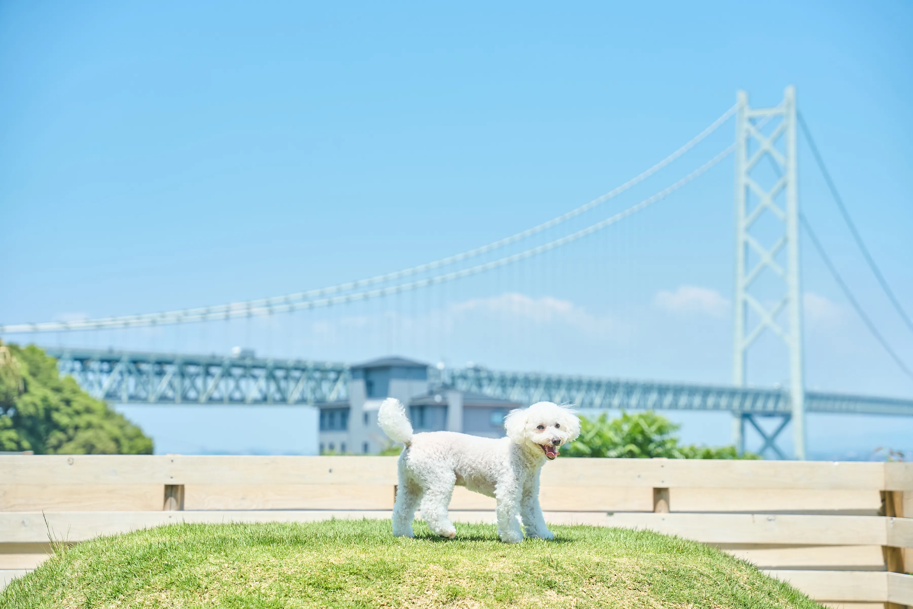 ドッグランで走り回る犬の写真