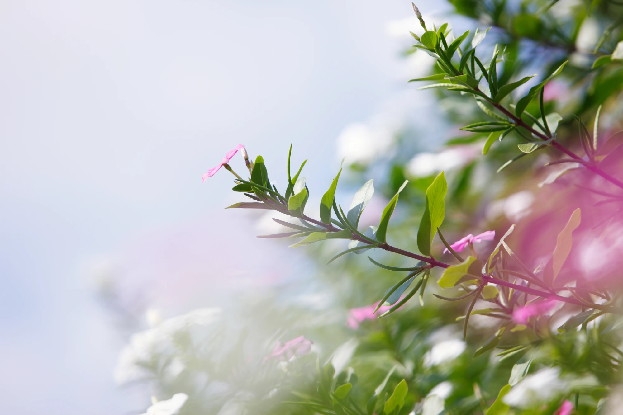 綺麗な花の写真
