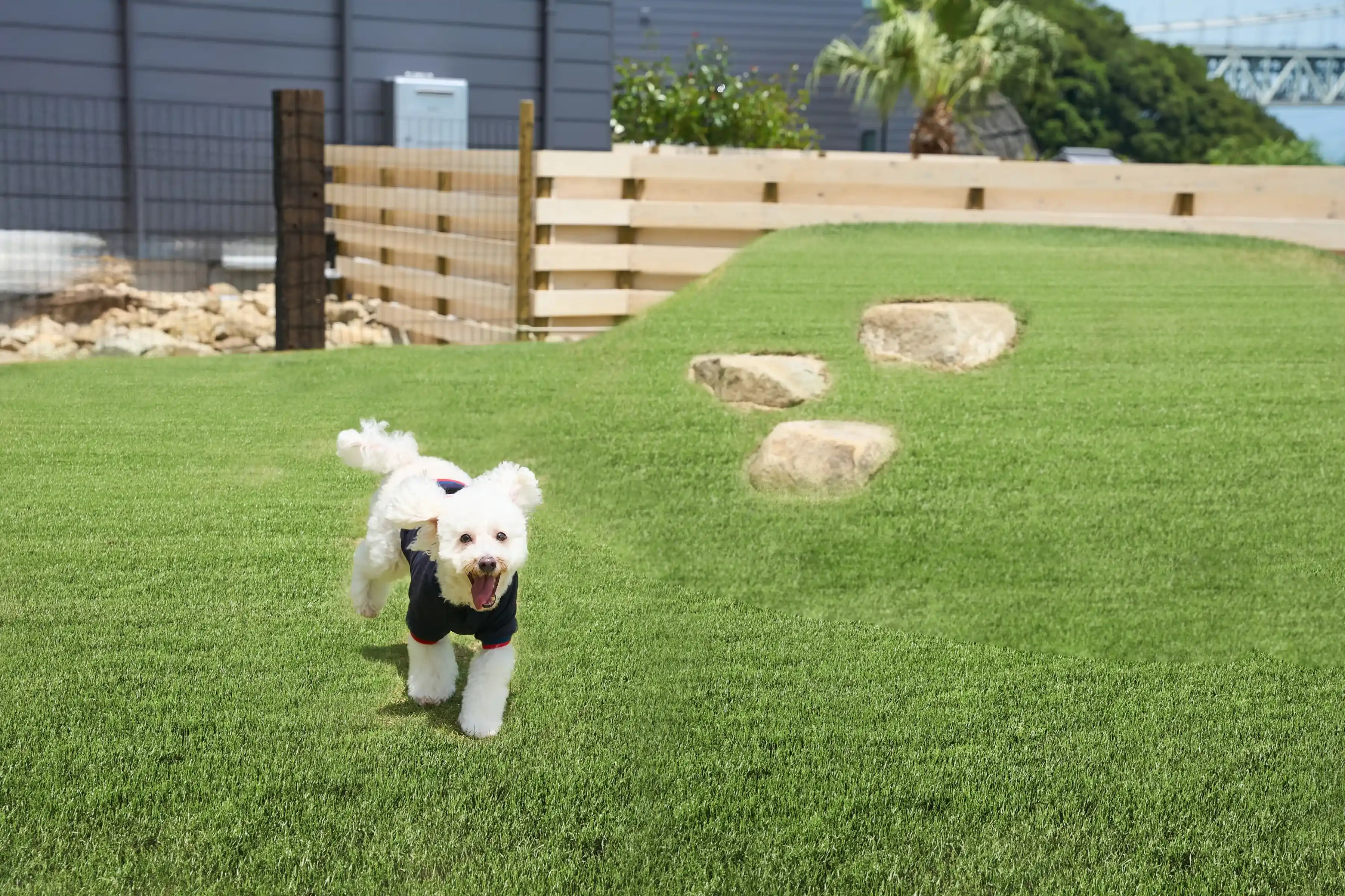 ドッグランで走り回る犬の写真