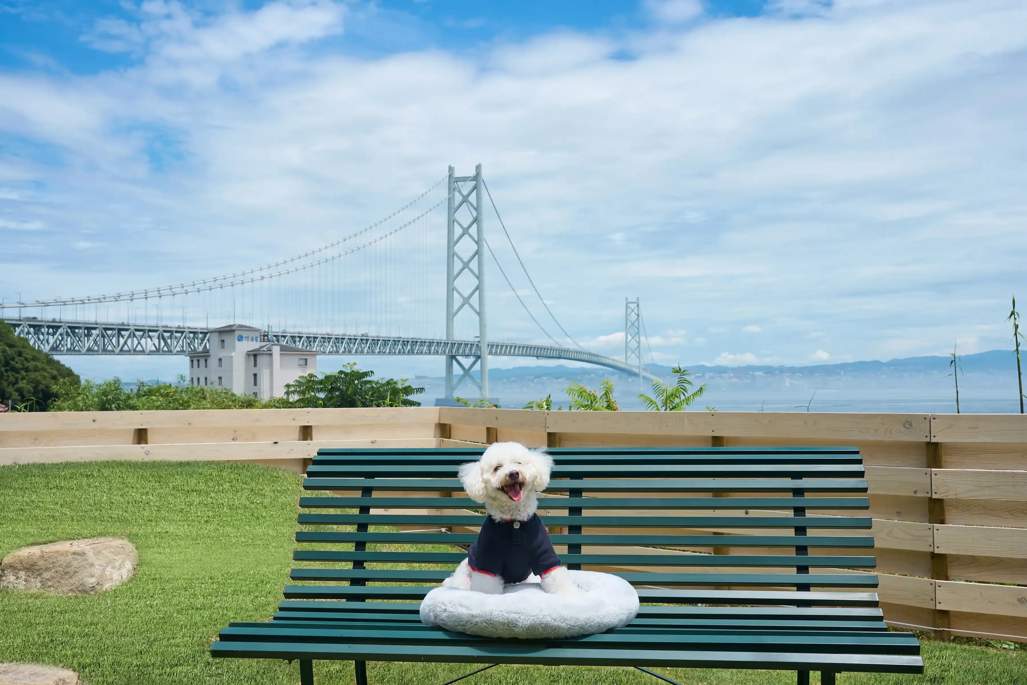 ドッグランのベンチで休む犬の写真