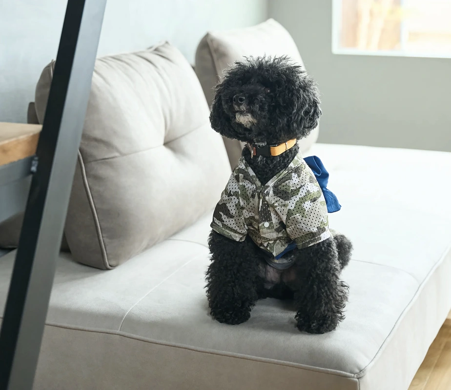 部屋の犬の写真